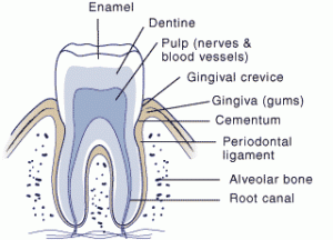 Anatomy of a tooth